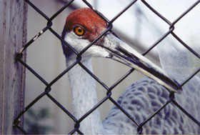 Crane 
