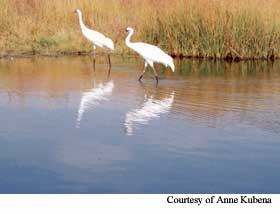 Crane photo
