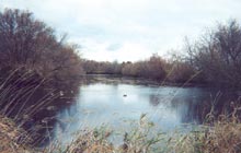 pond image