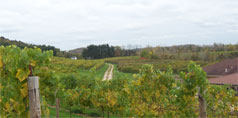 vineyard