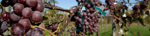 Grapes