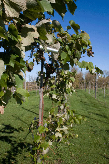 vineyard
