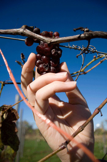 Grapes