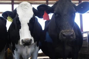 sassy cows