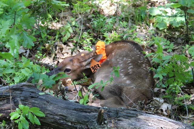 An elk calf.