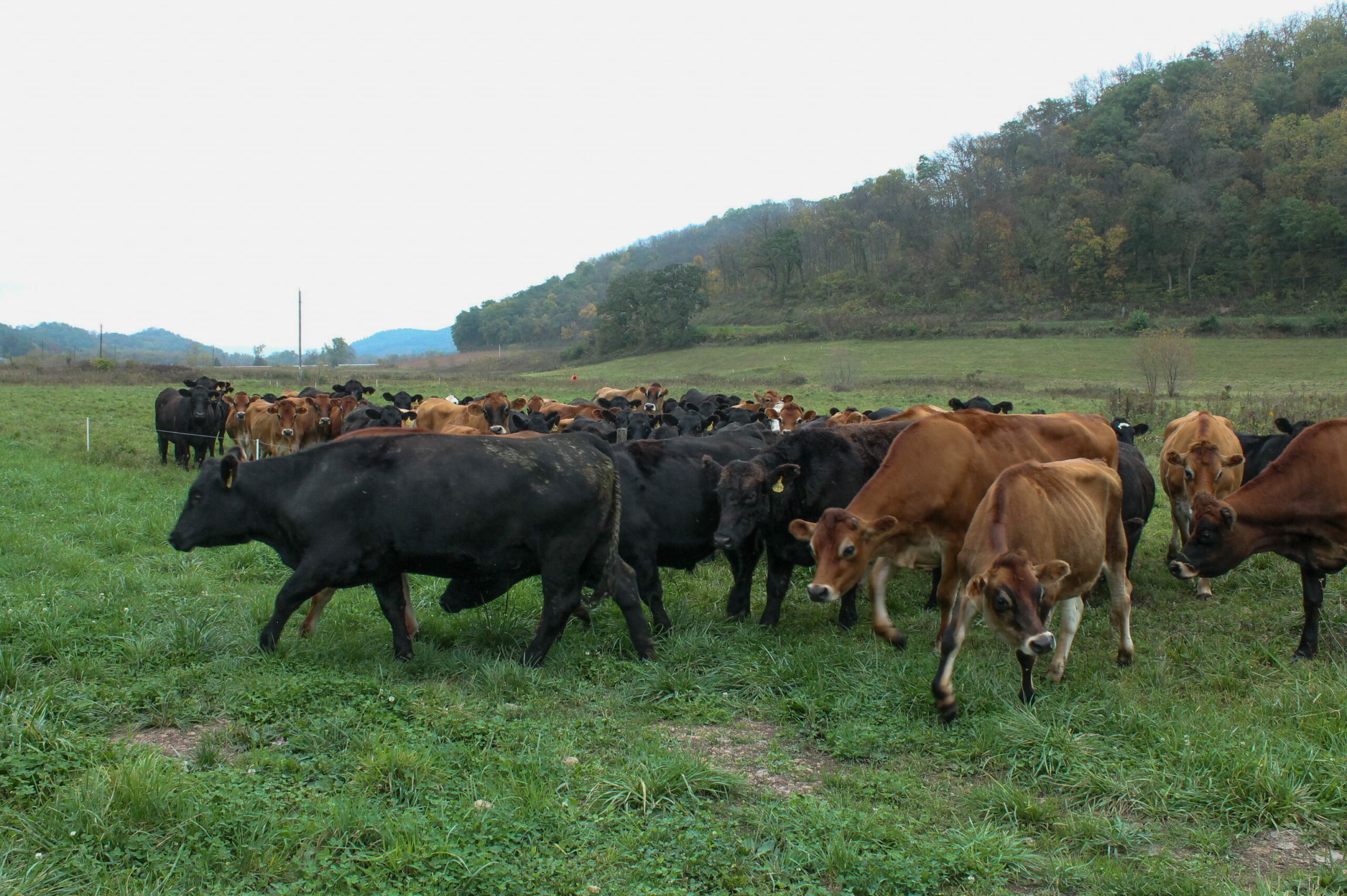 Morton_Kate_cows_100621
