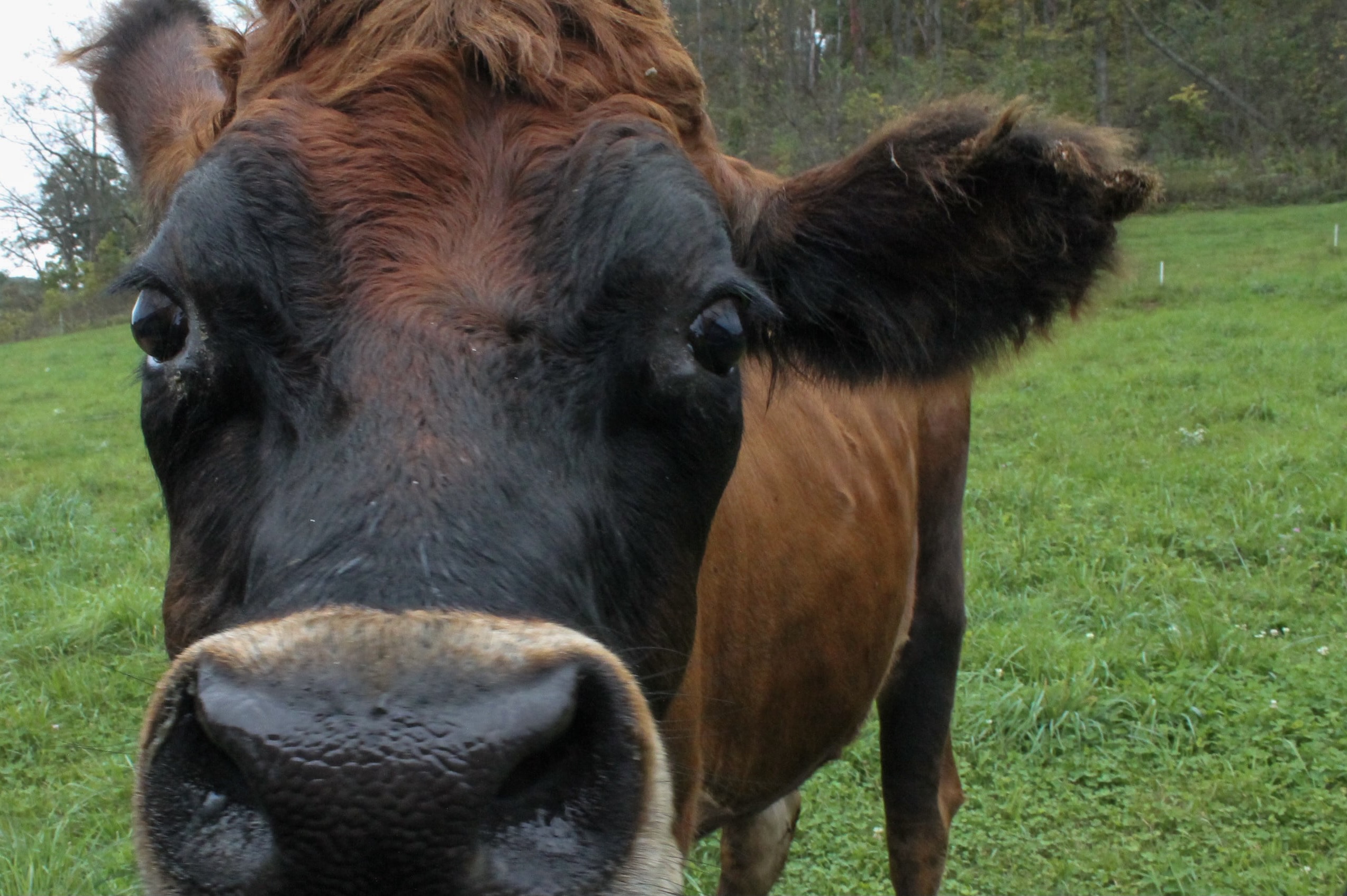 Morton_Kate_cowzoom_100621