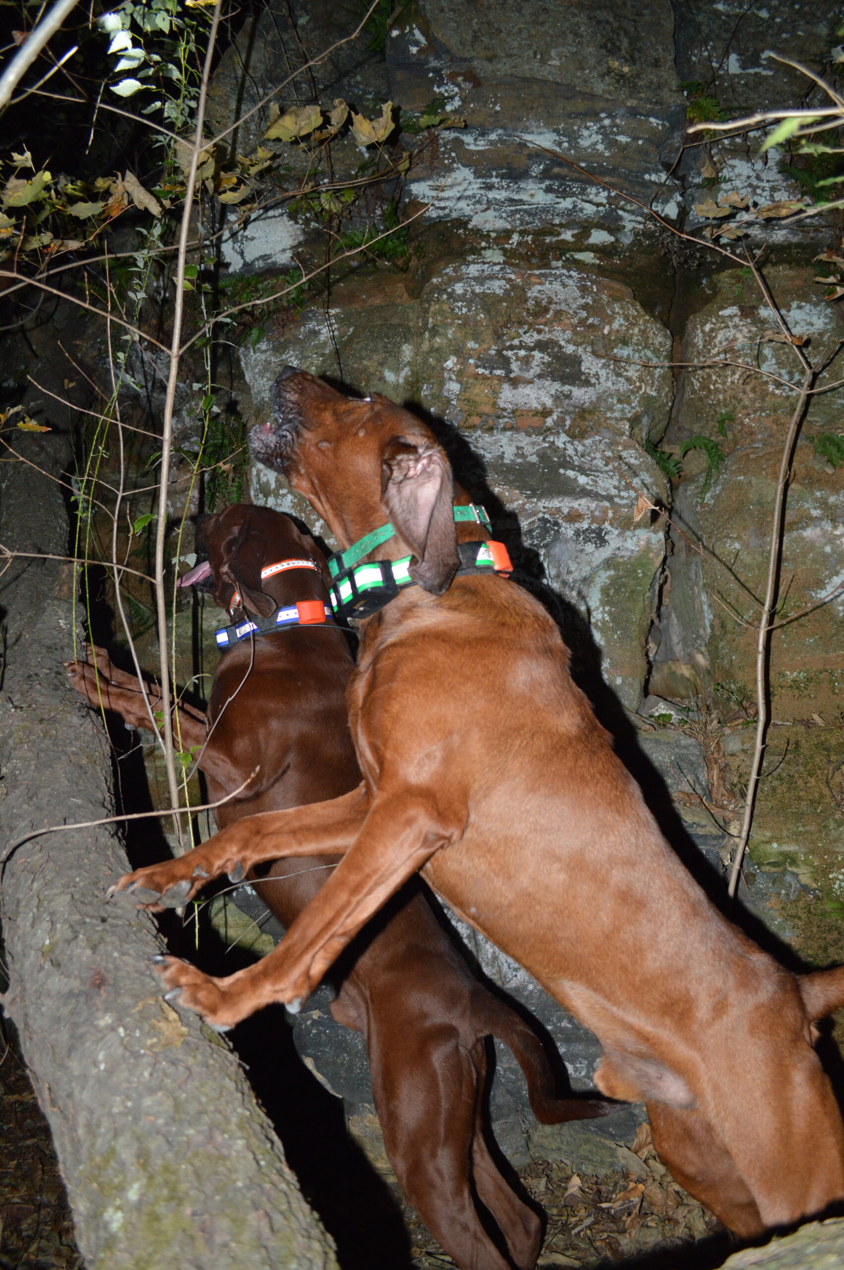 HenryFeatureDogsOnTree